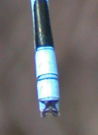 Atlantic Bluet
